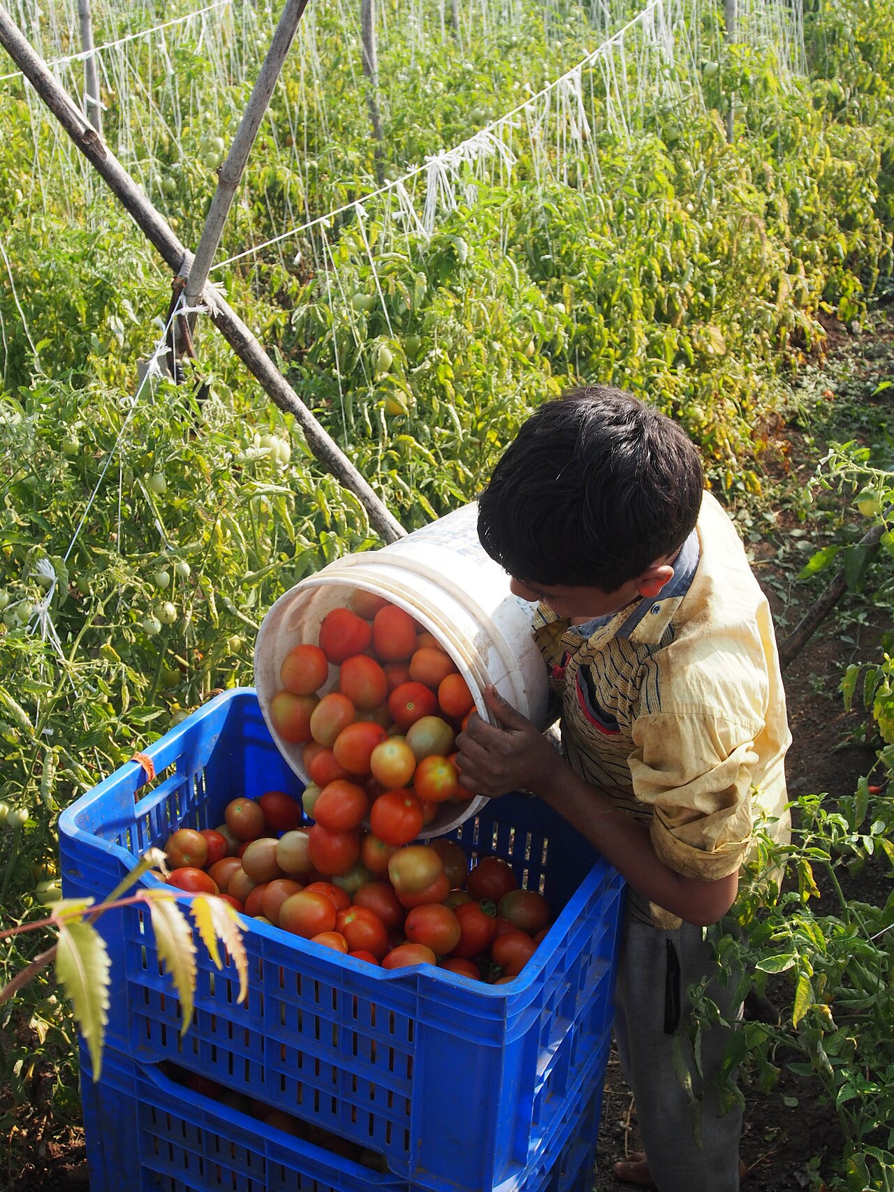 Tomato Cultivation & Harvesting