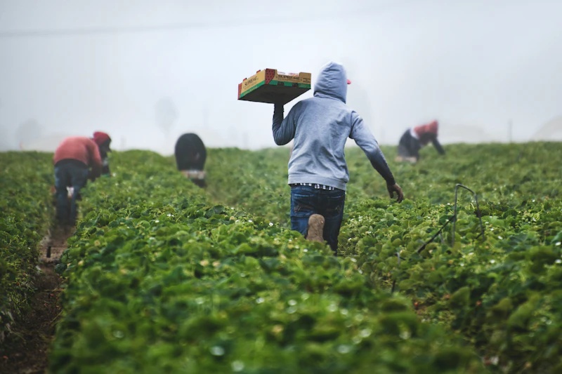 Ethiopia Cold Chain Storage Agriculture